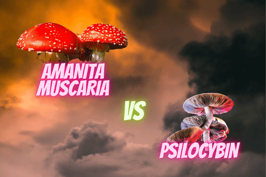 Amanita Muscaria Featured