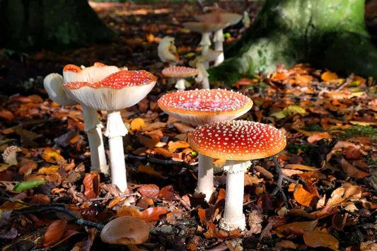 Amanita muscaria in the wild