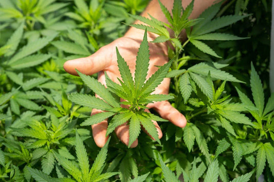 Benefits of Delta 8 - Holding Cannabis Plant - Galaxy Treats in the U.S.