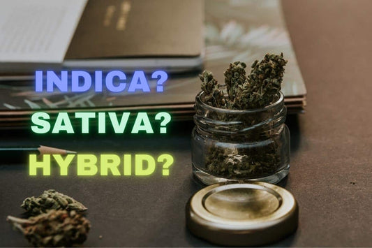 Indica vs Sativa vs Hybrid - Featured