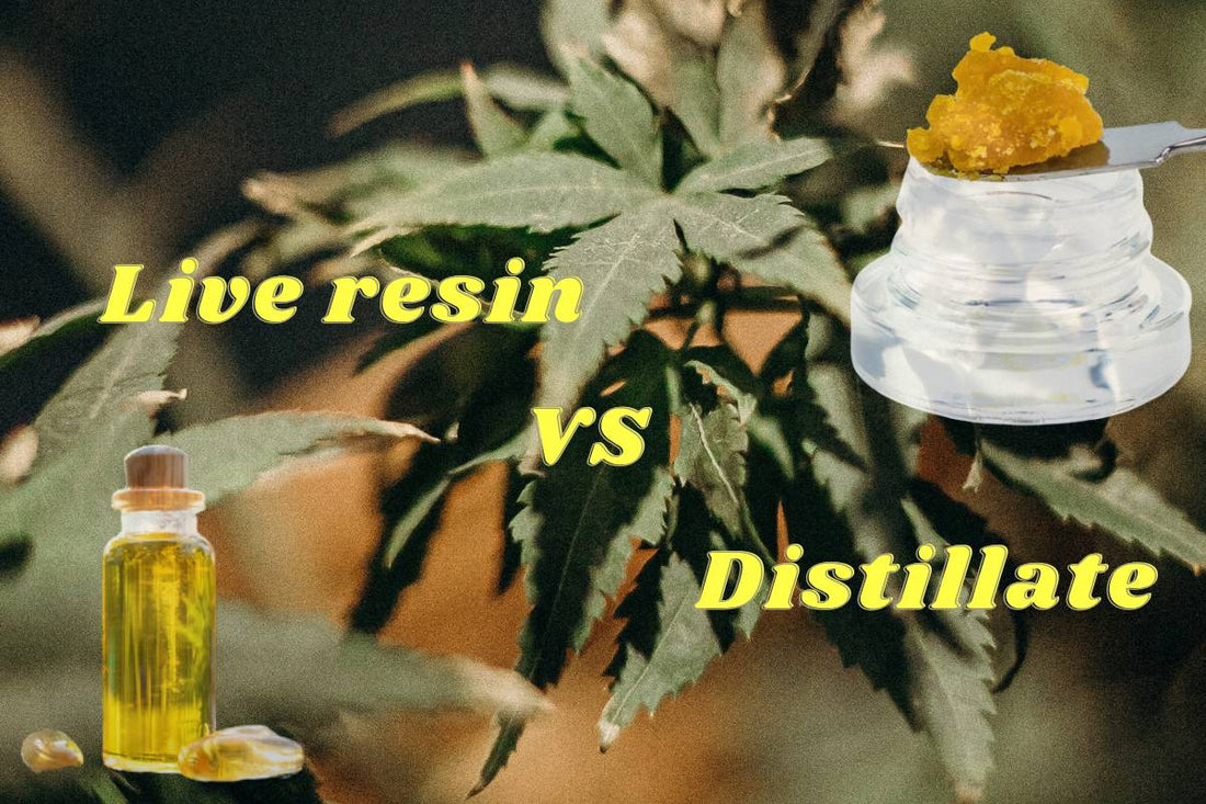 Live resin vs distillate featured
