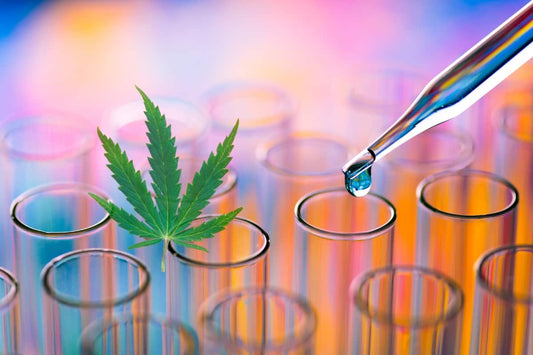 THC-P Effects Featured