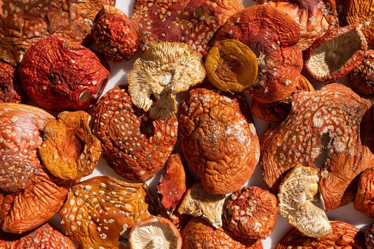 Muscimol Mushroom Featured