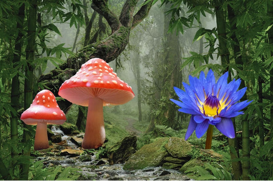 Amanita muscaria vs Blue lotus - featured