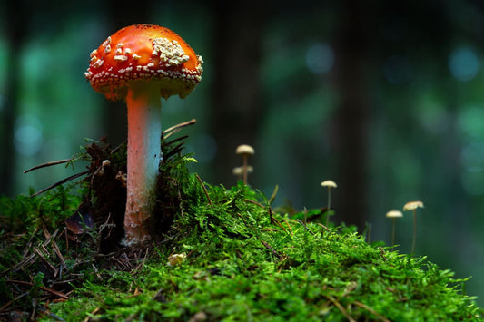 Amanita Mushroom Effects: What You Should Know