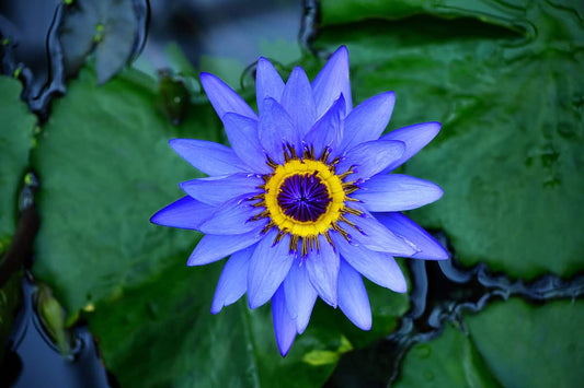 Blue Lotus Flower: Everything You Need to KNow
