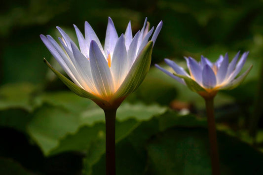 Blue Lotus Effects Featured