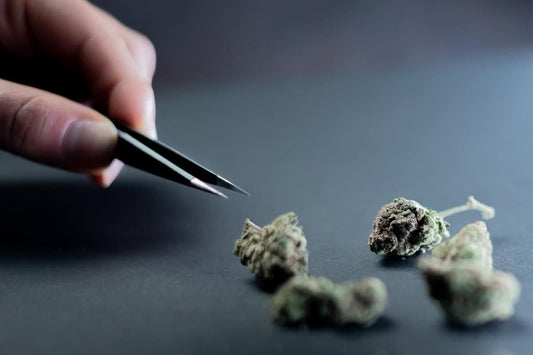 Hemp-Derived Delta 9 THC vs Cannabis-Derived Delta 9 Featured