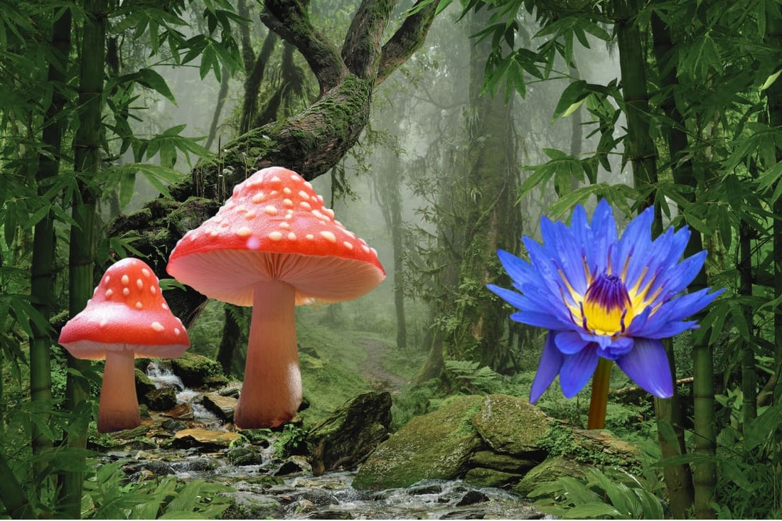 Amanita Muscaria vs. Blue Lotus Compared - Galaxy Treats Amanita Muscaria vs. Blue Lotus Compared - Galaxy Treats