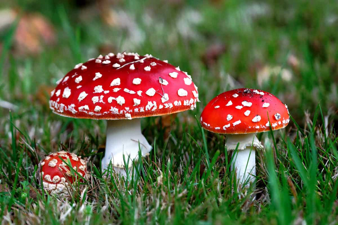 Amanita Muscaria Mushroom