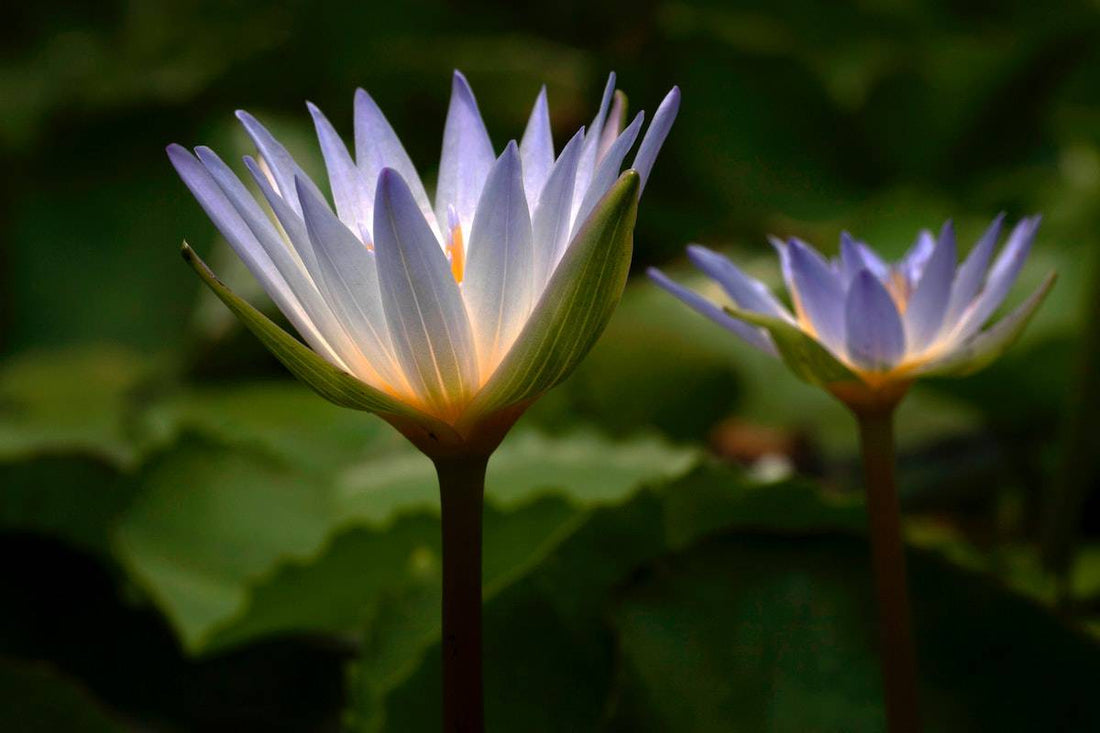 Blue Lotus Effects: How Do You Feel? - Galaxy Treats Blue Lotus Effects: How Do You Feel? - Galaxy Treats